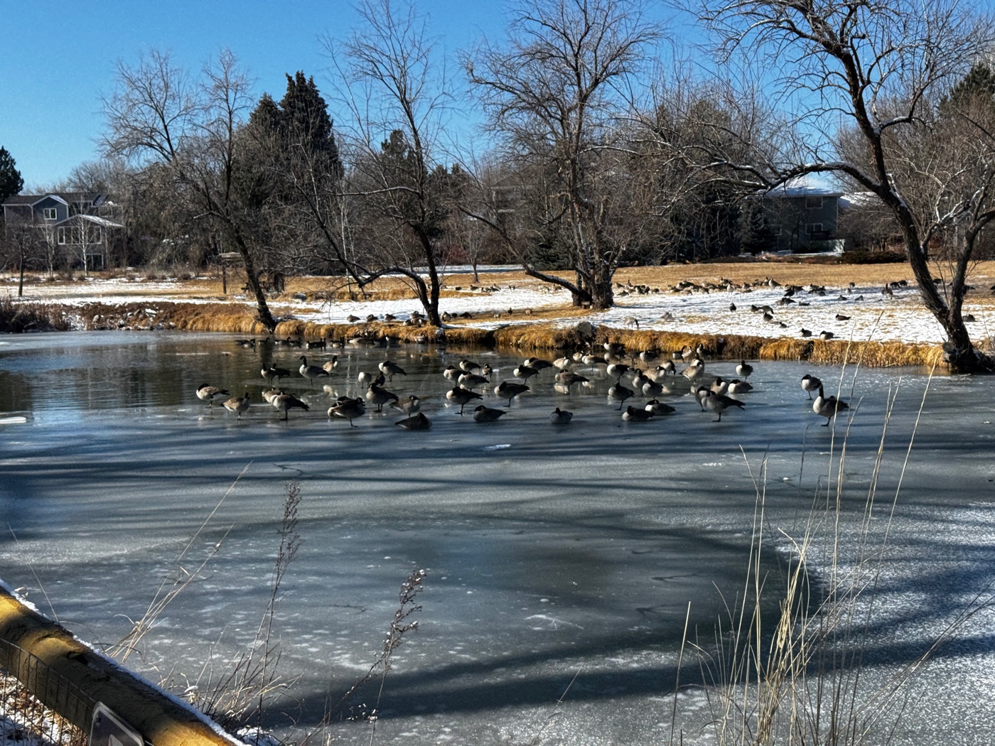 Winter landscape in Niwot, Colorado — a frozen pond with Canada geese, bare trees, and mountain views